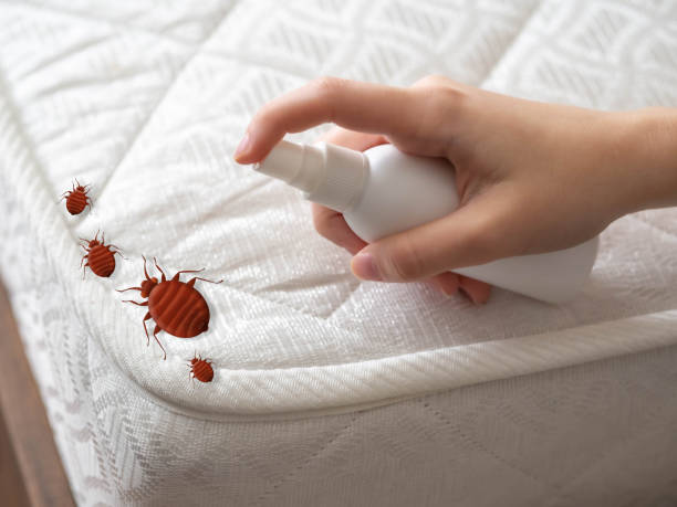 Best Bed Bug Extermination  in Cedaredge, CO